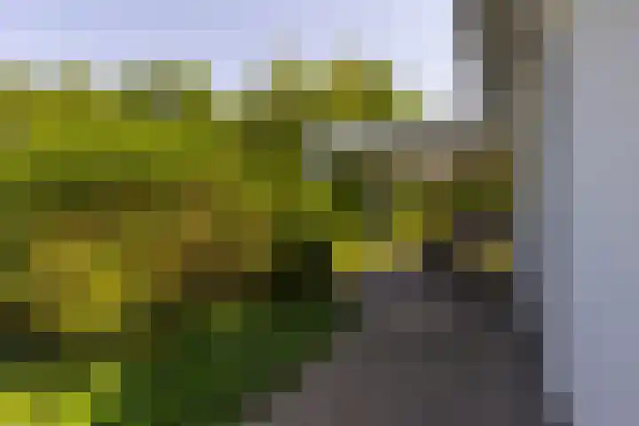Klein Wolfslaar 18 B Bavel thumbnail 53