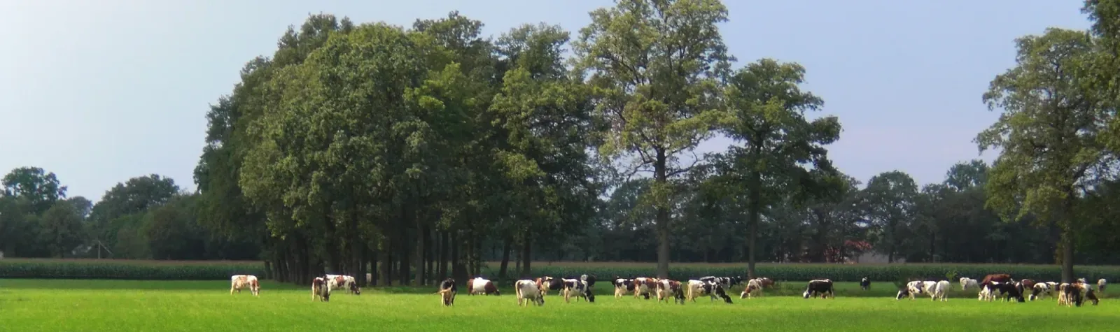 Team foto van Klein Wolterink Vastgoed