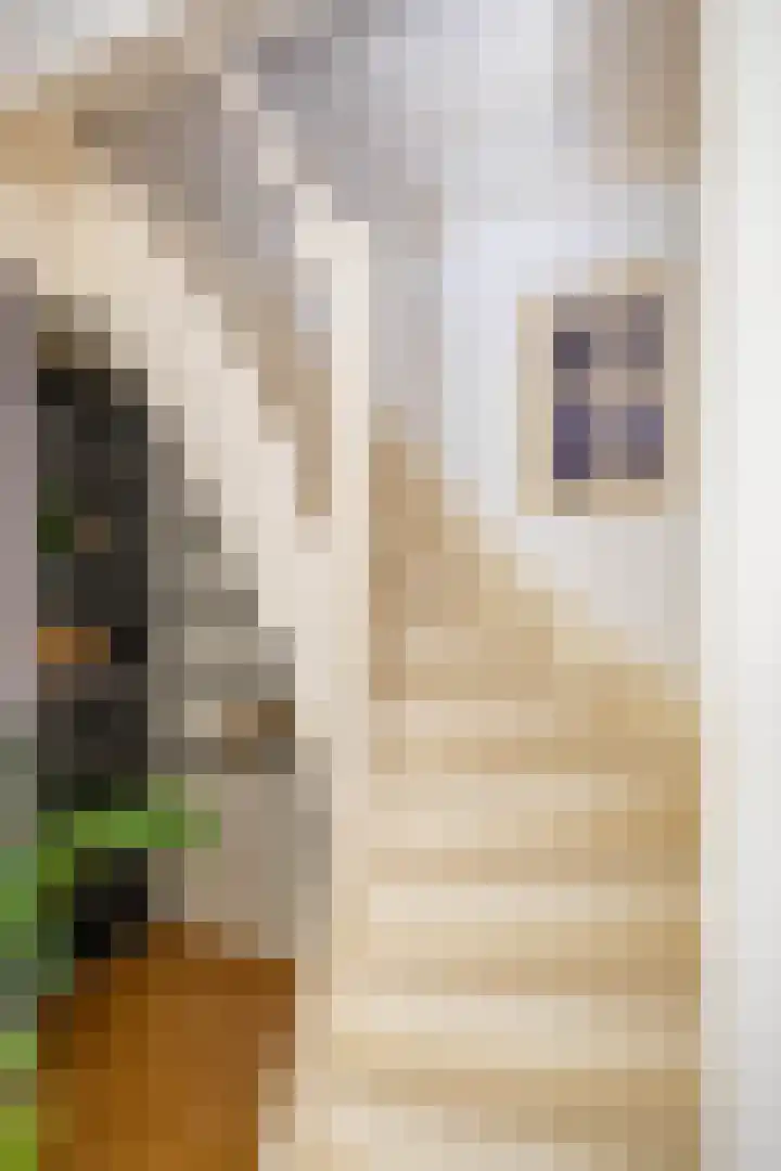 Kleine Appelstraat 7 Groningen thumbnail 19