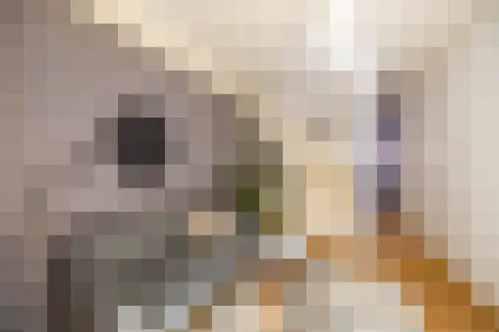 Kleine Appelstraat 7 Groningen thumbnail 8
