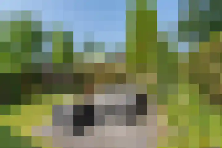Kleine Beekstraat 15 Sint Anthonis thumbnail 19