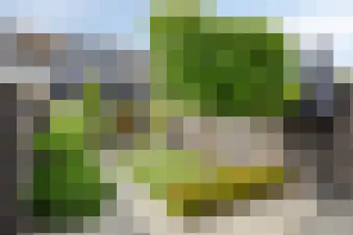 Kleine Beemd 75 Boxtel thumbnail 39