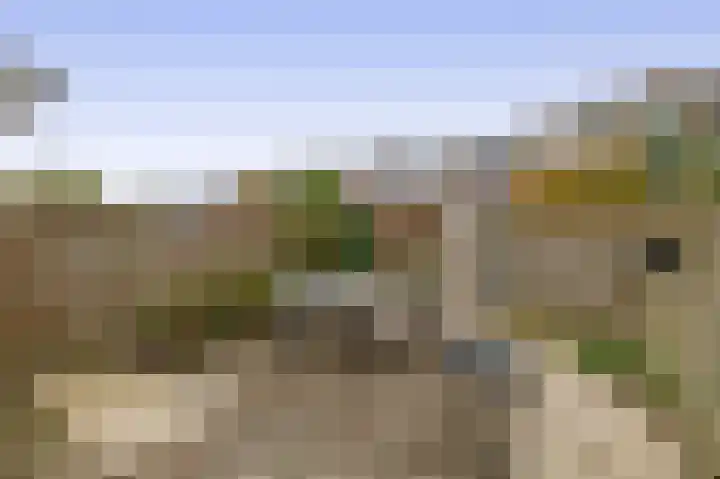 Kleine Beer 10 Lisse thumbnail 13