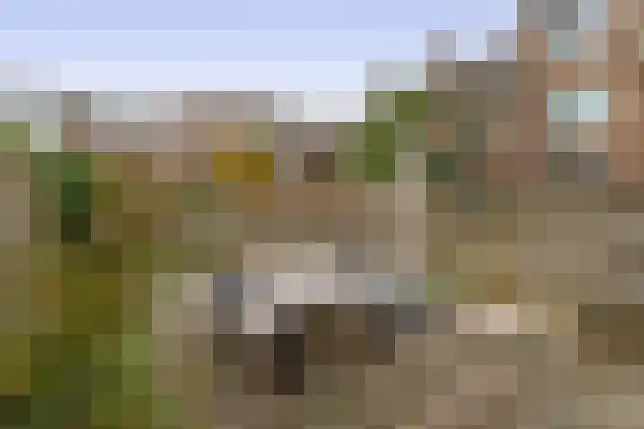 Kleine Beer 10 Lisse thumbnail 14