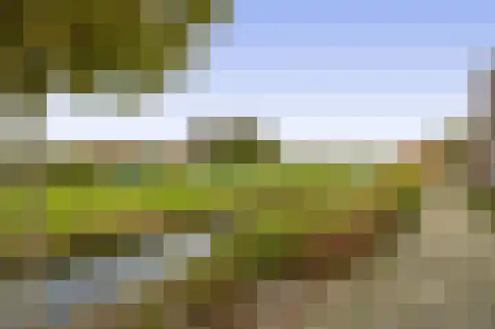Kleine Beer 10 Lisse thumbnail 29