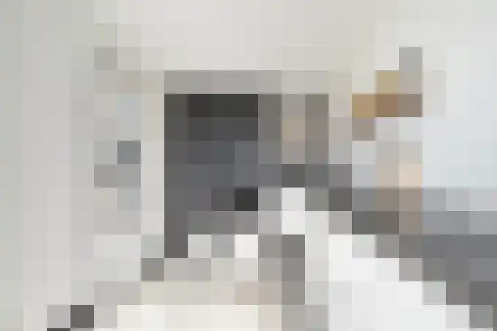 Kleine Beer 21 Hoogeveen thumbnail 5