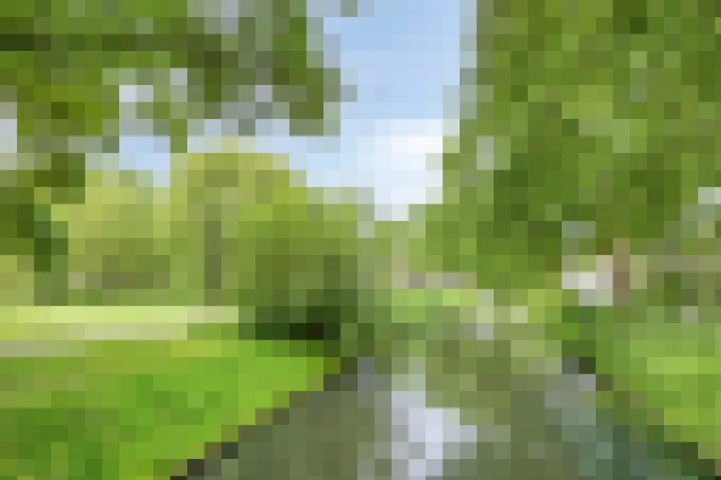 Kleine Beer 3 Bleiswijk thumbnail 34