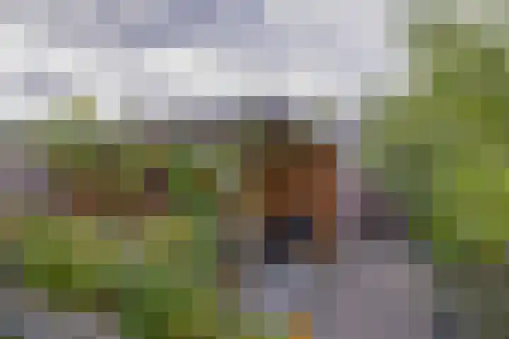 Kleine Beer 31 Bleiswijk thumbnail 20
