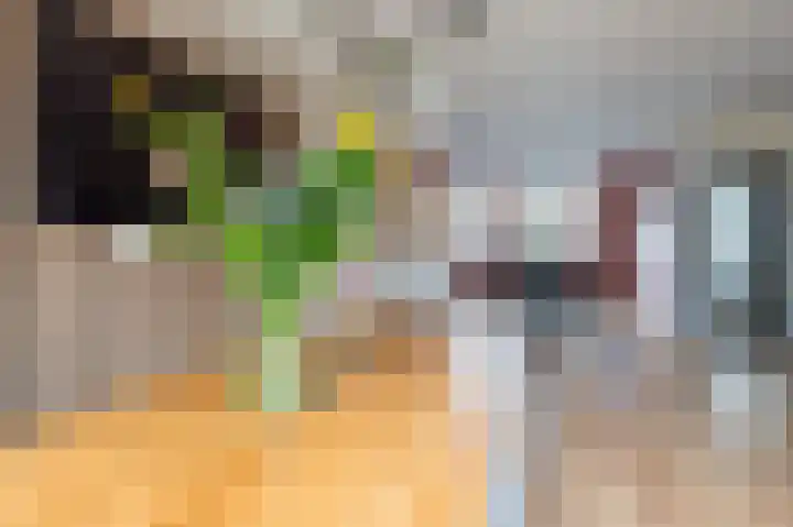 Kleine Boterbloem 11 Velserbroek thumbnail 12