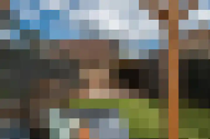 Kleine Boterbloem 11 Velserbroek thumbnail 17