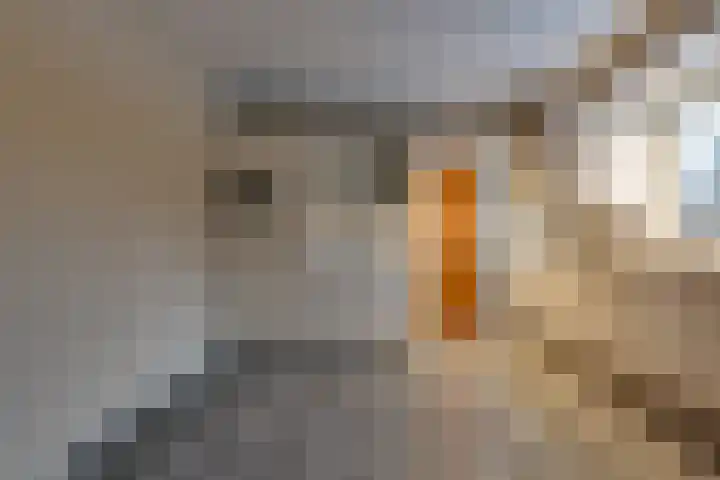 Kleine Bree 18 Sellingen thumbnail 10