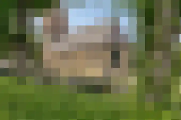 Kleine Buren 22 Pingjum thumbnail 33