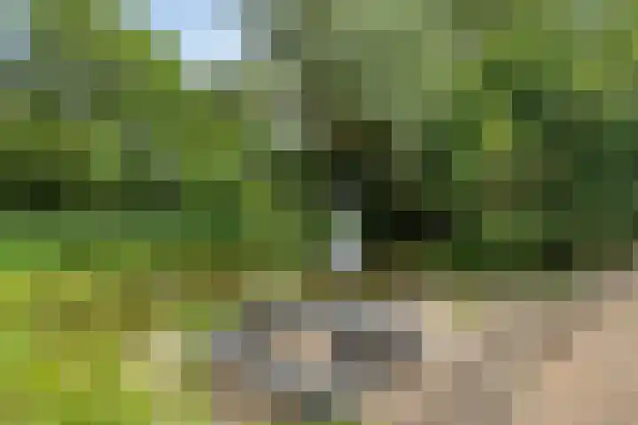 Kleine Buren 22 Pingjum thumbnail 34
