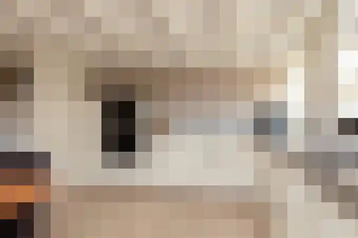 Kleine Buren 24 Pingjum thumbnail 15