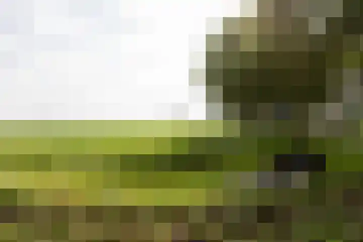 Kleine Buren 24 Pingjum thumbnail 55