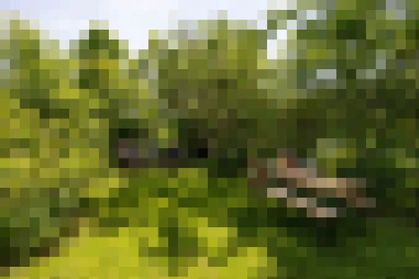 Kleine Buren 35 Wergea thumbnail 60