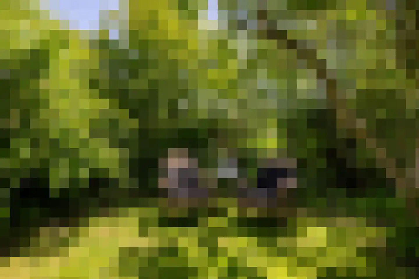 Kleine Buren 35 Wergea thumbnail 61