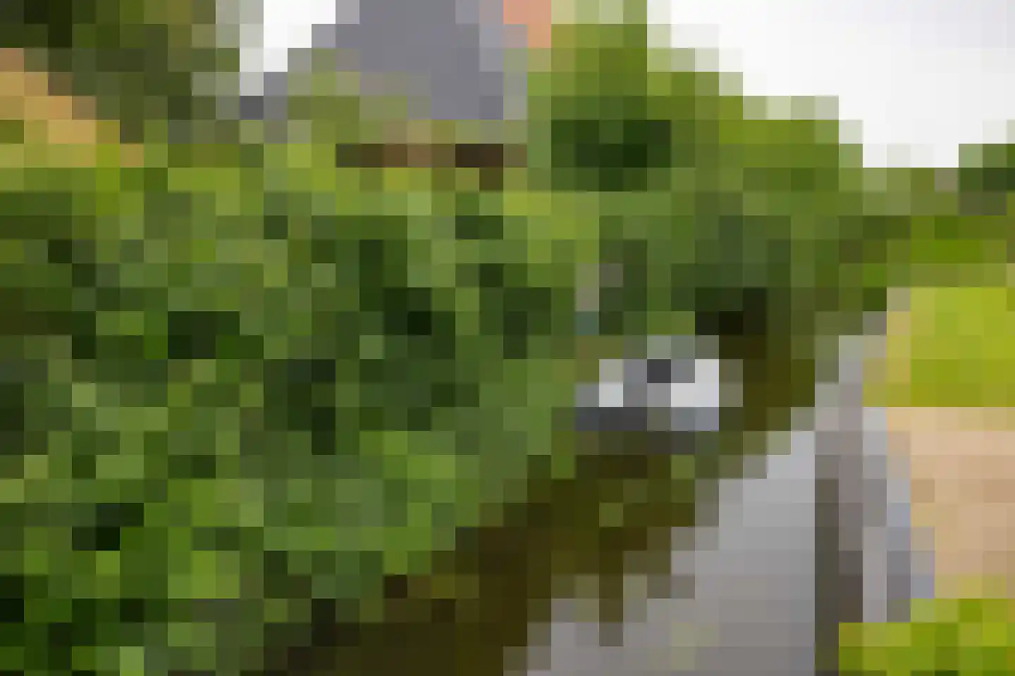 Kleine Buren 35 Wergea thumbnail 65
