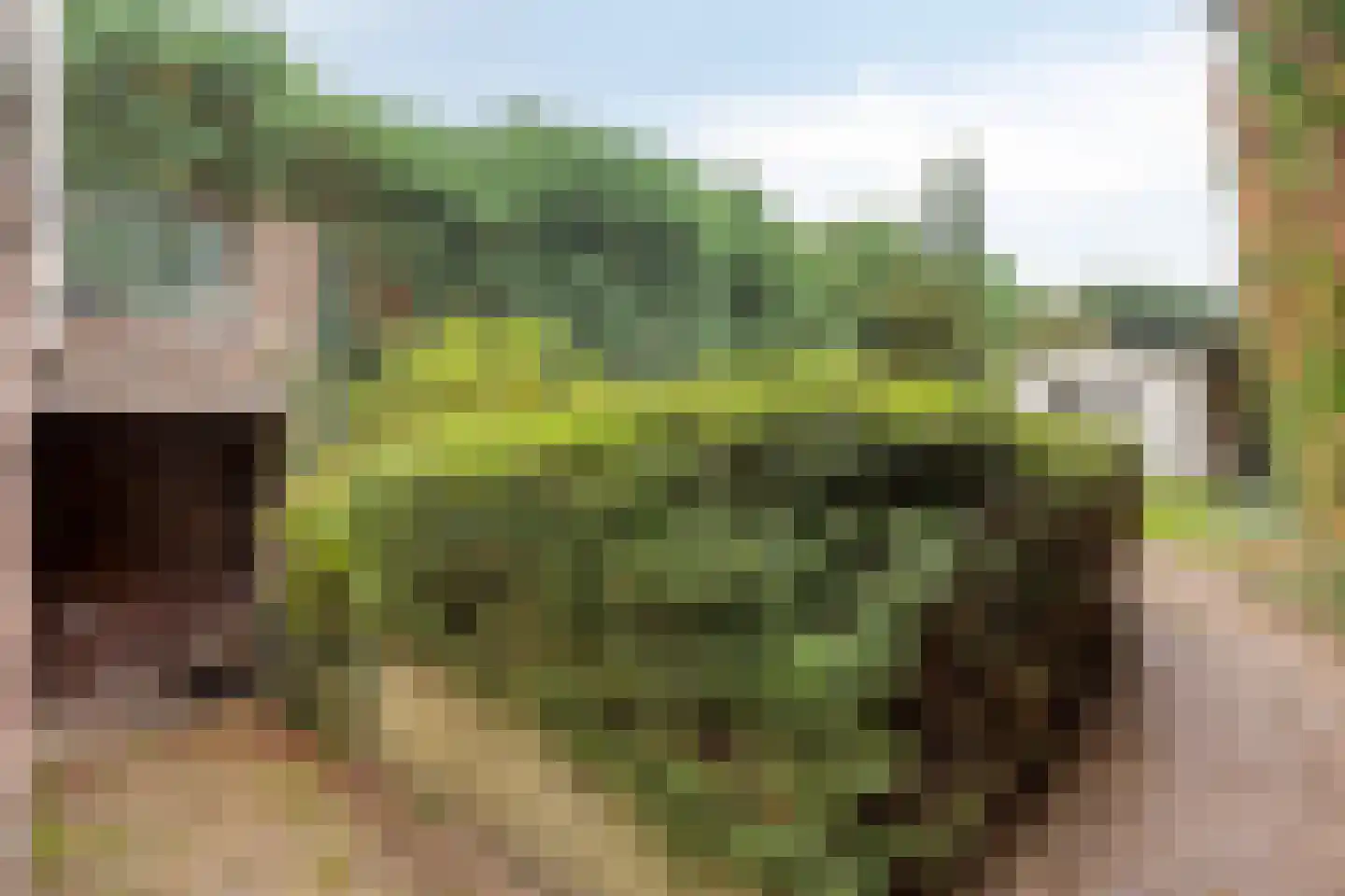 Kleine Dries 21 Holtum thumbnail 55