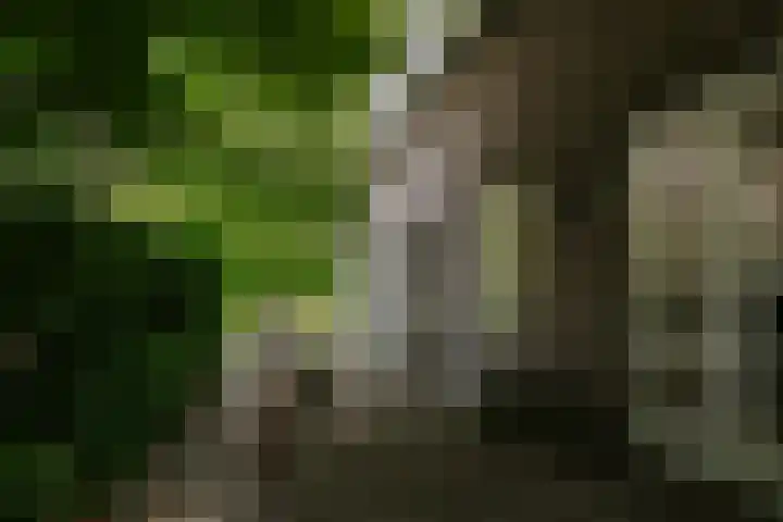 Kleine Gent 9 Vught thumbnail 10