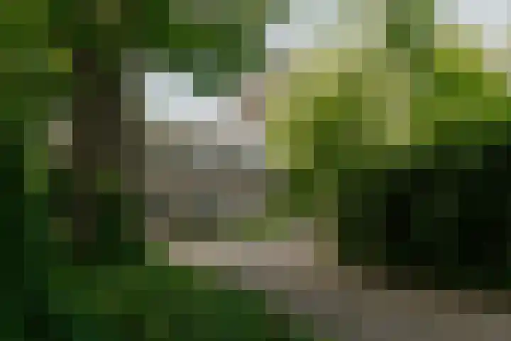 Kleine Gent 9 Vught thumbnail 4