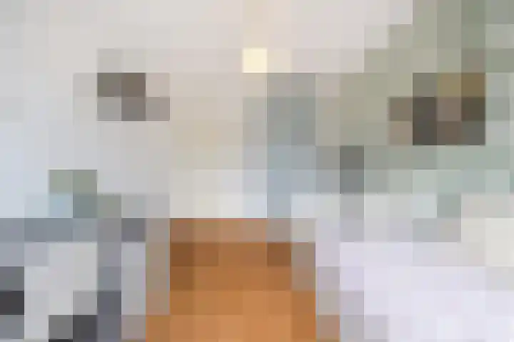 Kleine Haan 43 Teteringen thumbnail 27