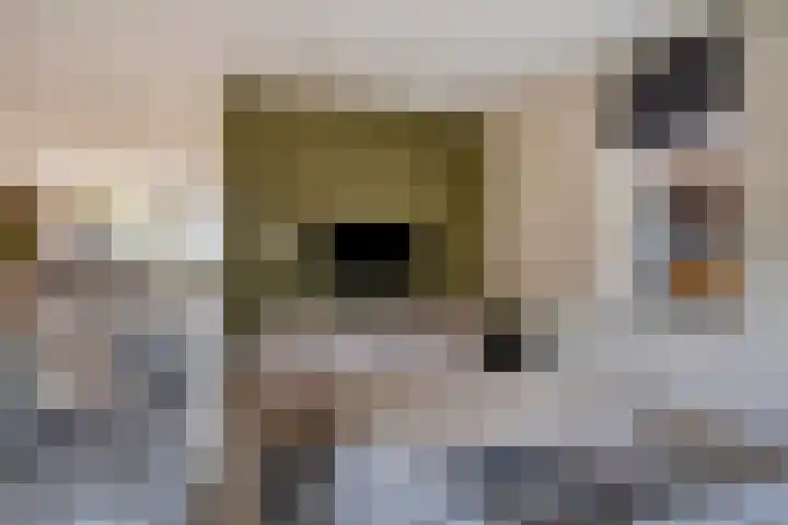 Kleine Hassel 11 Lage Mierde thumbnail 10