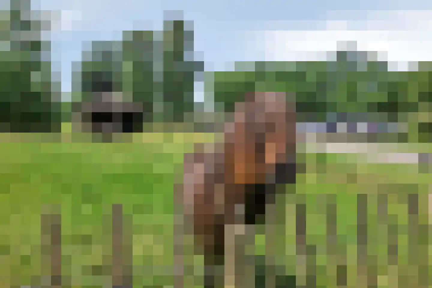 Kleine Heistraat 16 K388 Wernhout thumbnail 60