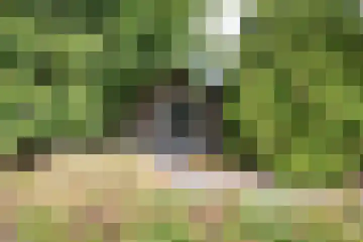 Kleine Heitrak 30 Asten thumbnail 77