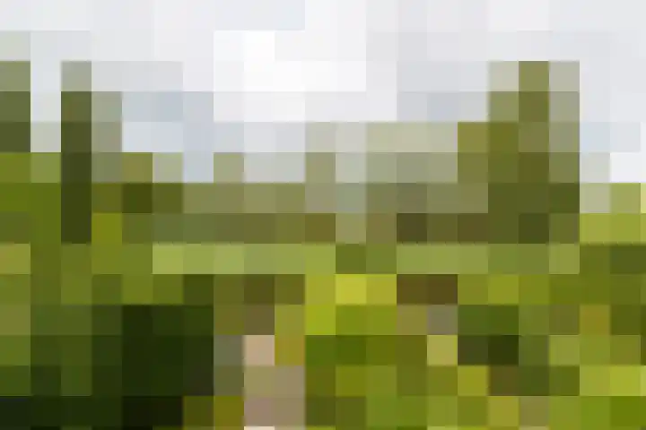 Kleine Hof 46 Vleuten thumbnail 9