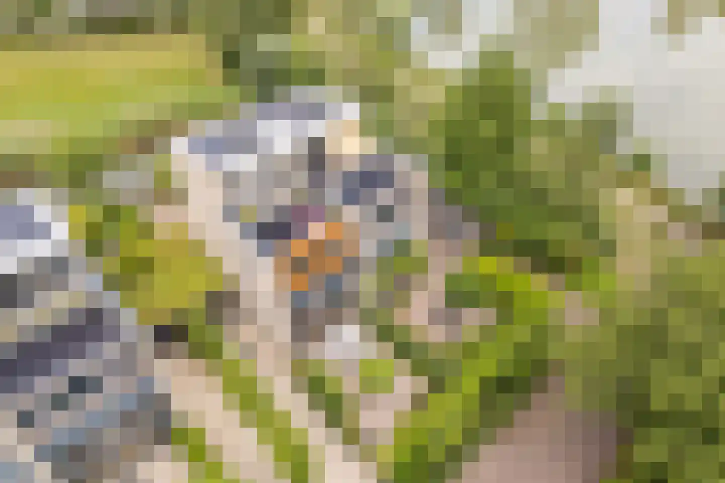 Kleine Hof 48 Vleuten thumbnail 72