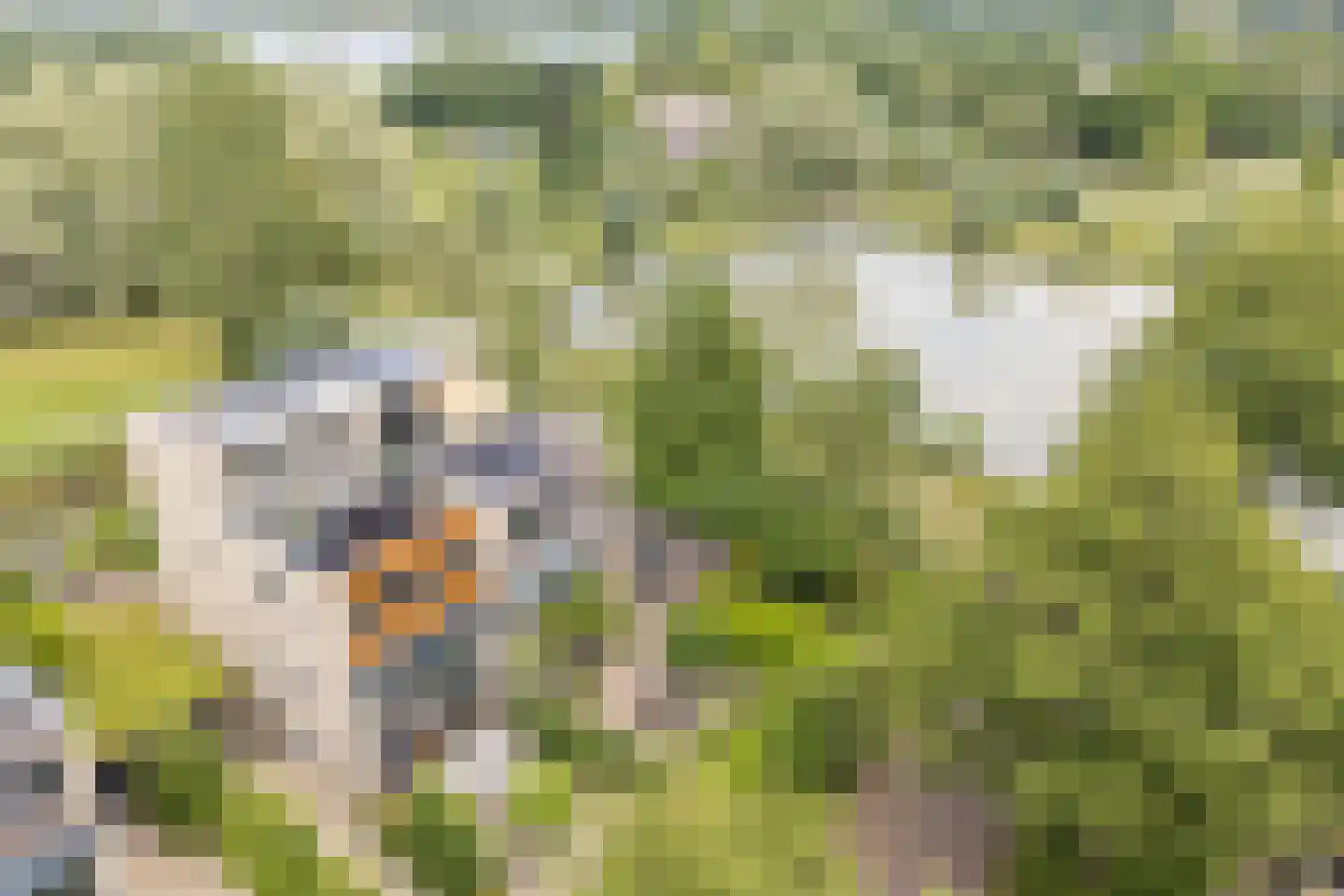 Kleine Hof 48 Vleuten thumbnail 74