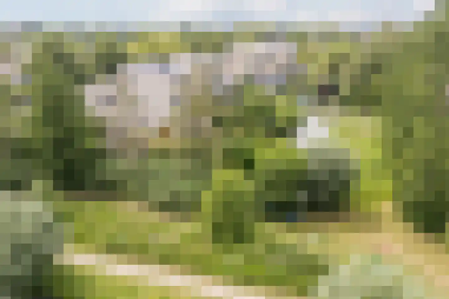 Kleine Hof 48 Vleuten thumbnail 80
