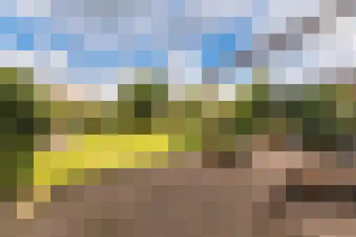 Kleine Klaver 20 Overasselt thumbnail 25