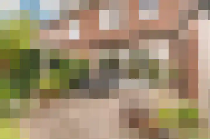 Kleine Klaver 20 Overasselt thumbnail 27