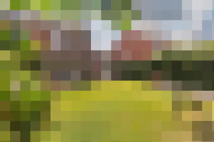Kleine Klaver 20 Overasselt thumbnail 31