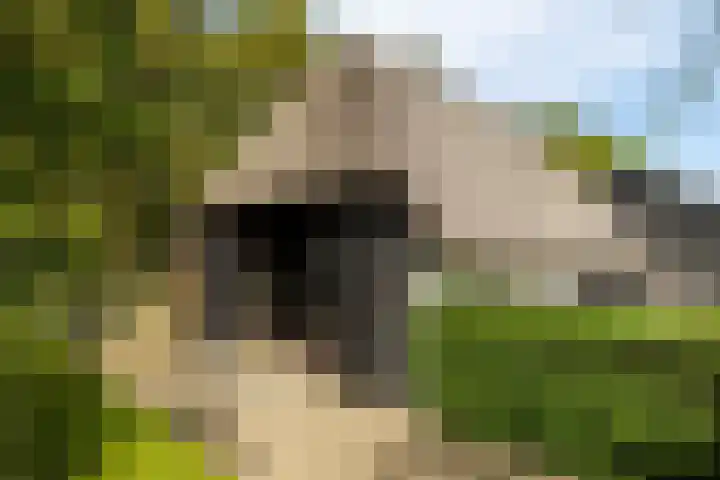 Kleine Kolonieweg 33 Elspeet thumbnail 47