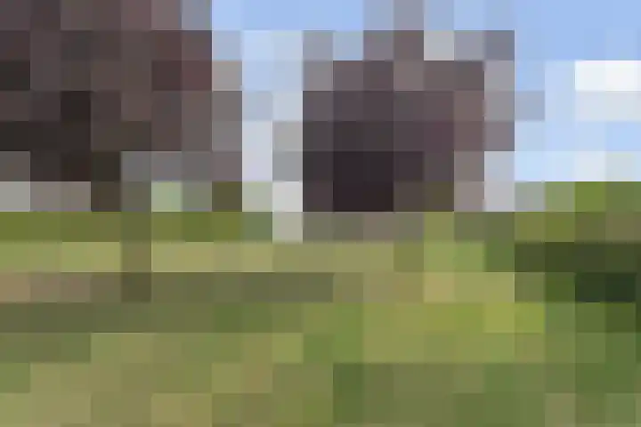 Kleine Molen 4 Bleiswijk thumbnail 56