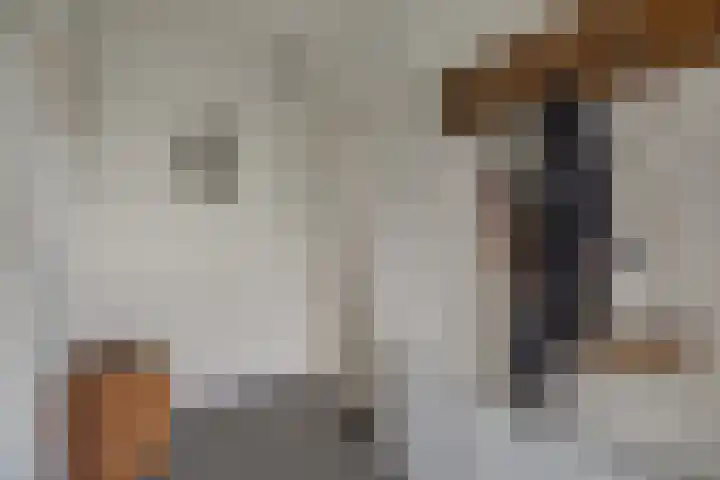 Kleine Molenstraat 5 Sint-Michielsgestel thumbnail 22