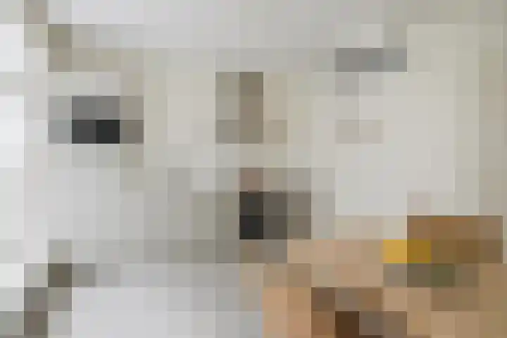 Kleine Molenstraat 5 Sint-Michielsgestel thumbnail 8
