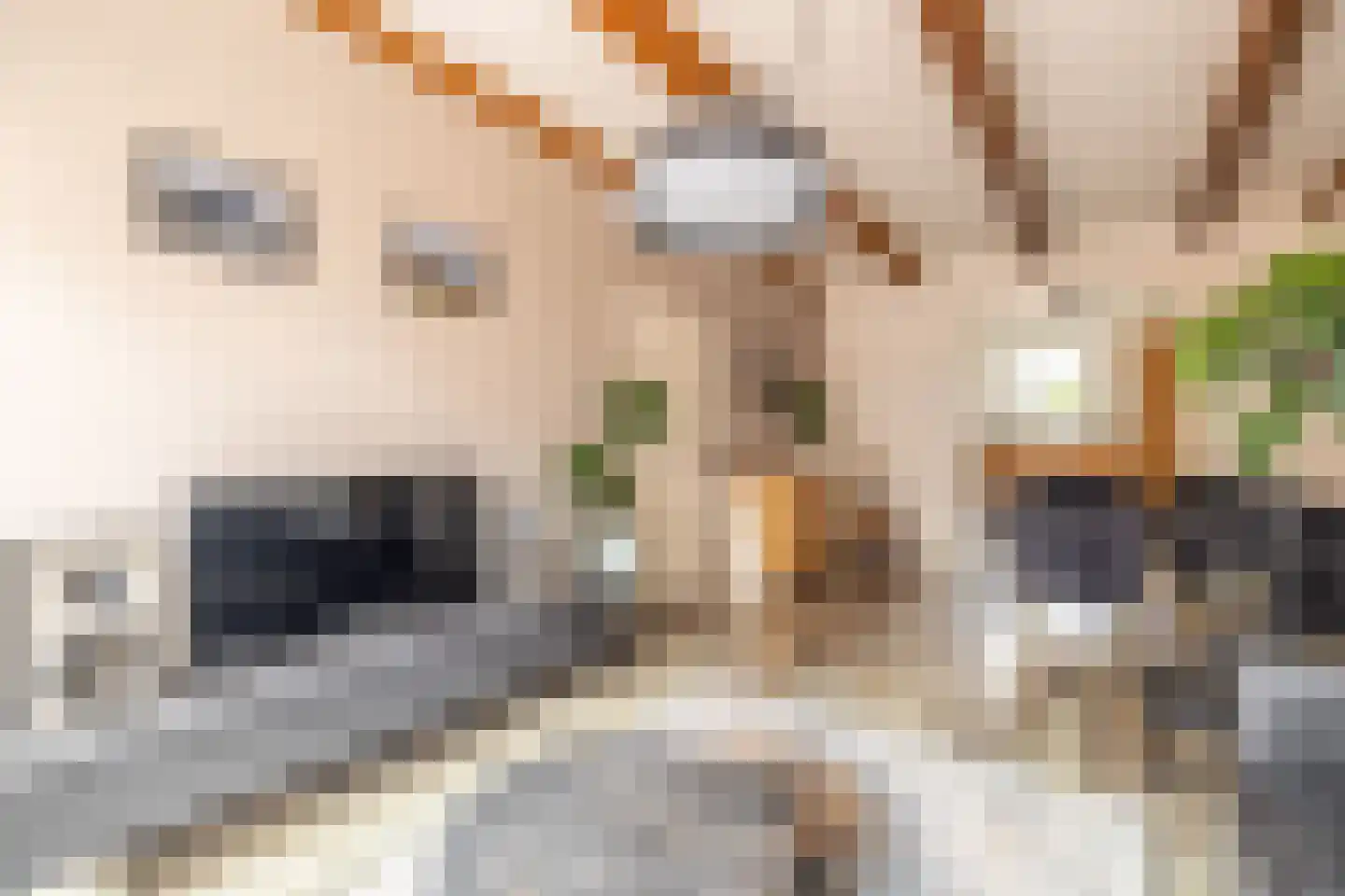 Kleine Oosterstraat 18 Dokkum thumbnail 9