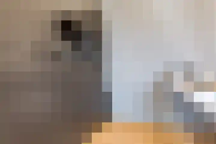 Kleine Oosterwijck 2 Harderwijk thumbnail 14