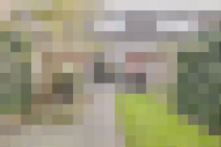 Kleine Pimpernel 7 Klarenbeek thumbnail 27