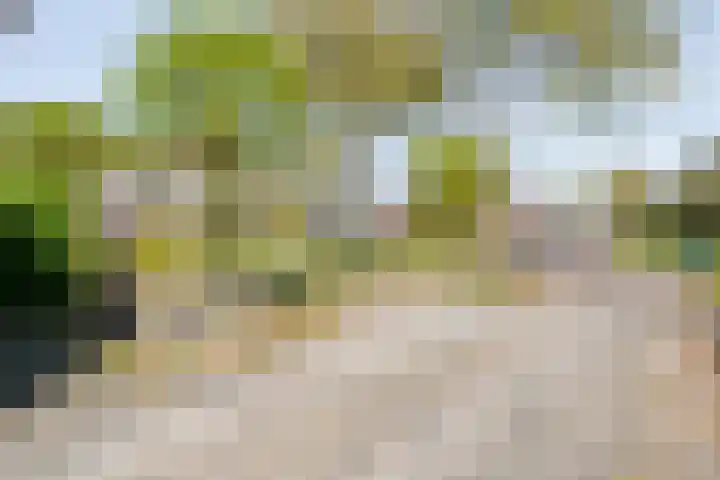 Kleine Pollen 18 Hardenberg thumbnail 11