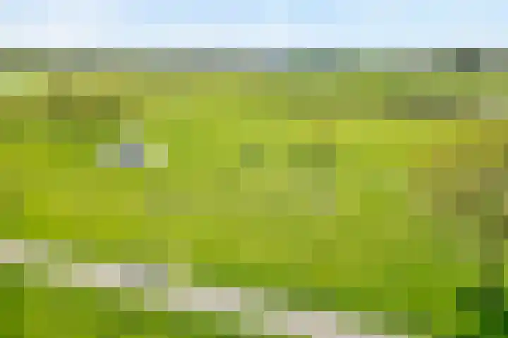 Kleine Pollen 18 Hardenberg thumbnail 7