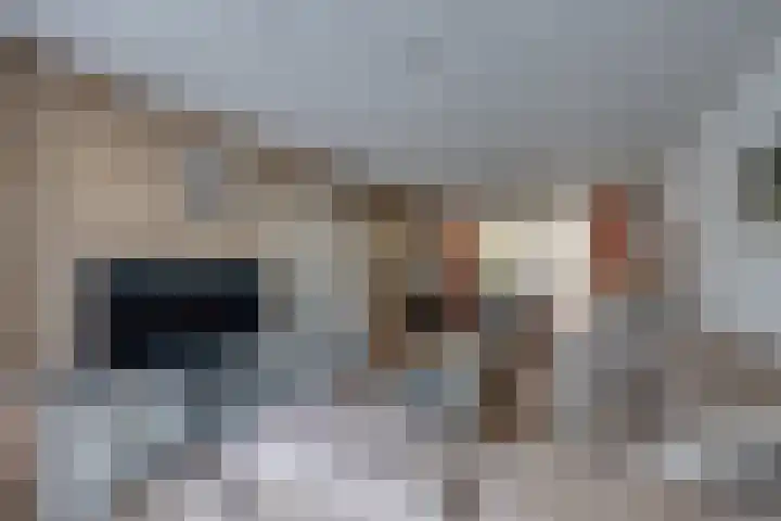 Kleine Spie 6 Rijen thumbnail 9