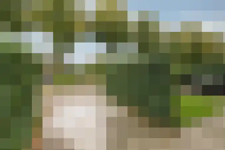 Kleine Veenbes 6 Wehl thumbnail 11