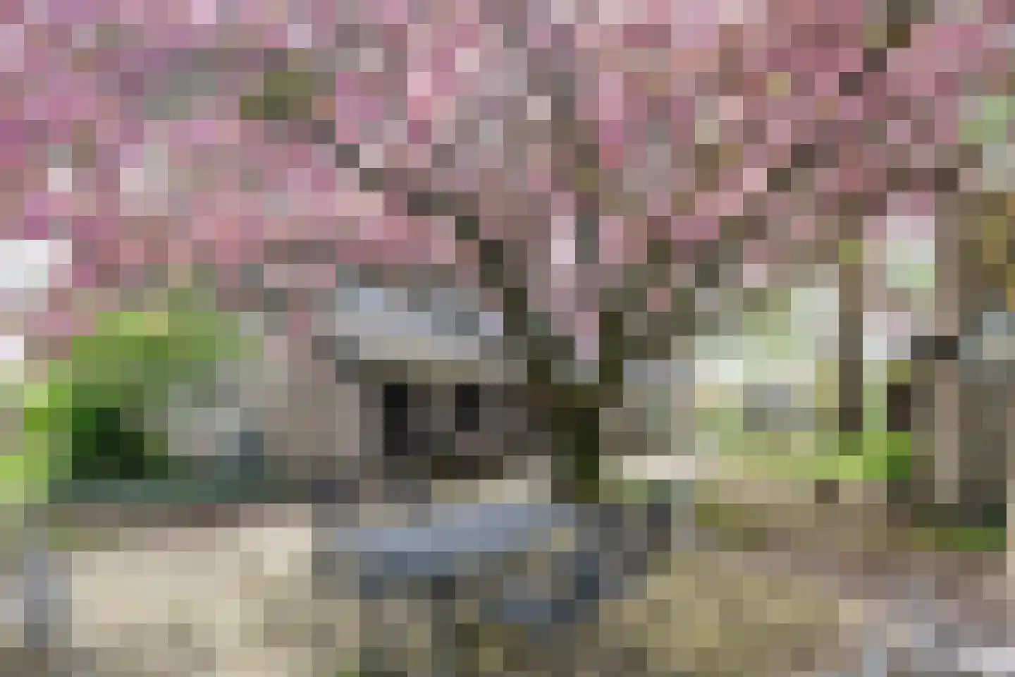 Kleine Voort 9 Hilvarenbeek thumbnail 11