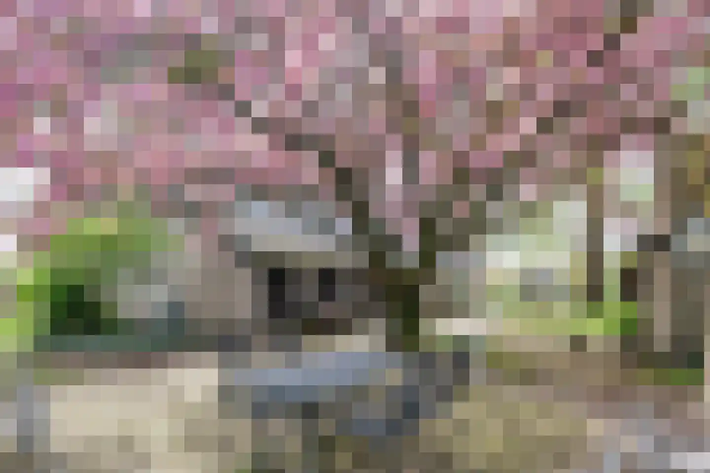 Kleine Voort 9 Hilvarenbeek thumbnail 12