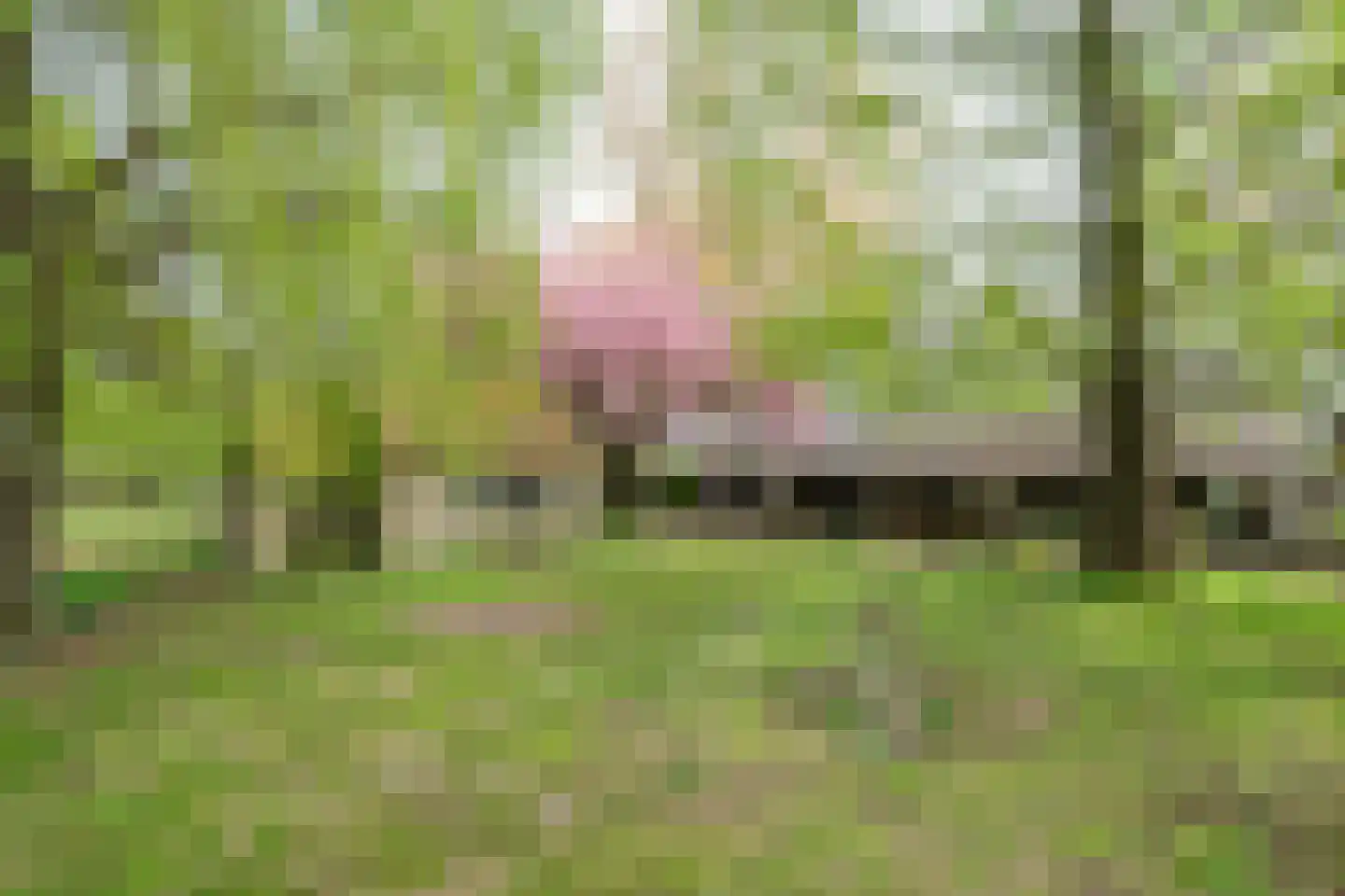 Kleine Voort 9 Hilvarenbeek thumbnail 52